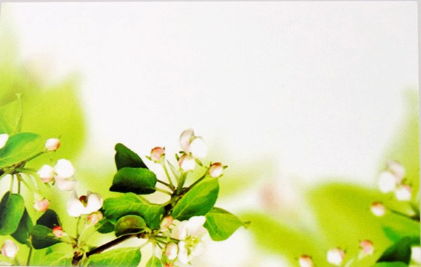 Picture of Florist Cards Small Green Blossom x 50pcs